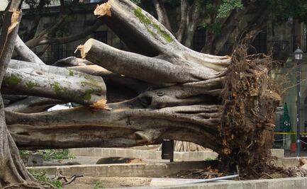 Lamenta Oaxaca caída del emblemático laurel del Zócalo; esto es lo que sabemos hasta el momento
