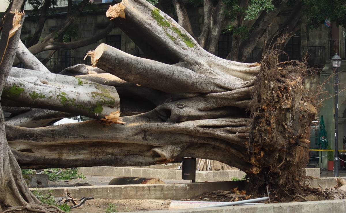 Lamenta Oaxaca caída del emblemático laurel del Zócalo; esto es lo que sabemos hasta el momento