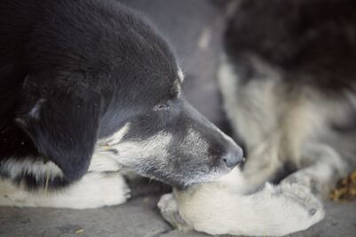 Urgen al municipio capitalino hacer cumplir la Ley de Protección Animal