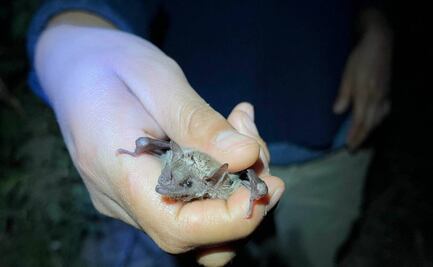 Con programa de rescate buscan conservar a murciélagos y mezcal en Oaxaca