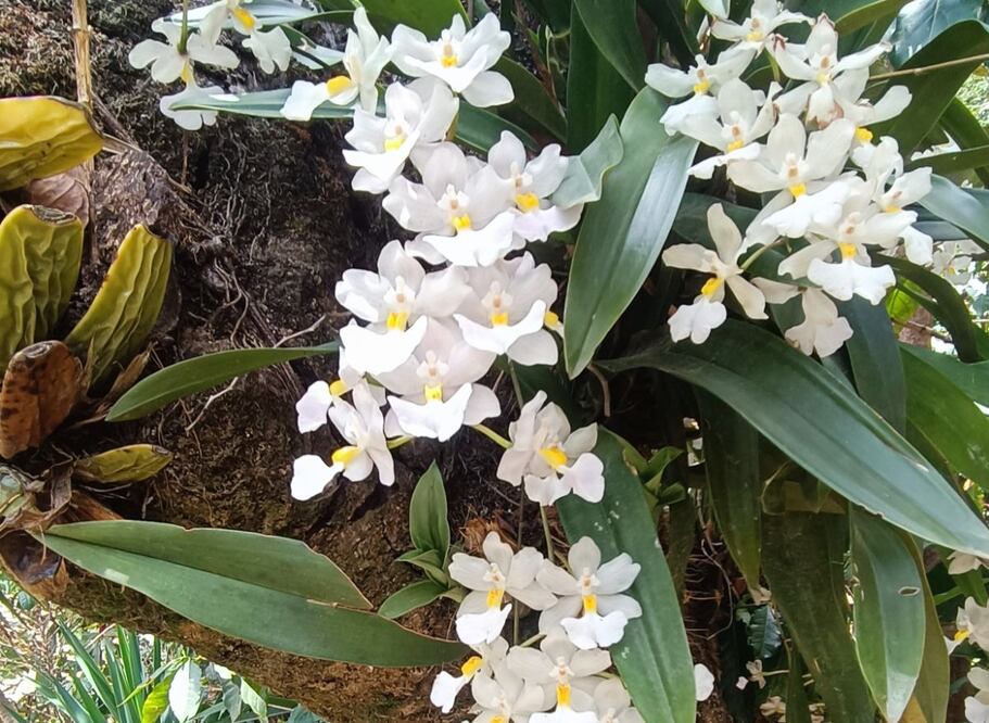 Registran 88 especies de orquídeas en bosques de Yucuhiti, en la Mixteca de Oaxaca; 9 son endémicas. Foto: Ubaldo García