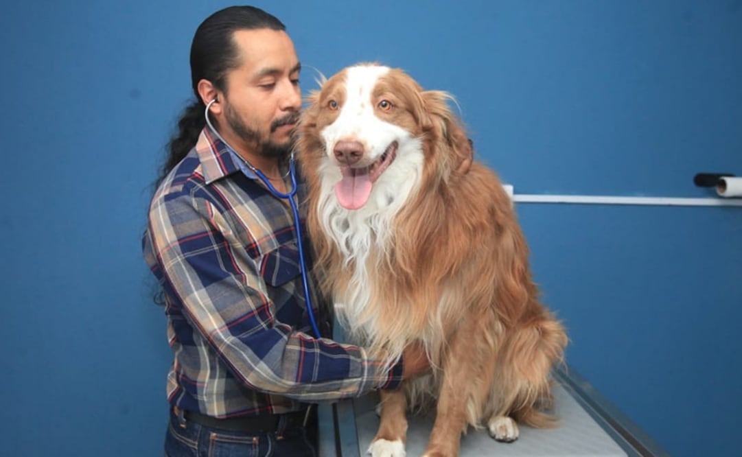 El veterinario Juan Bautista comparte recomendaciones para evitar infecciones de gusano barrenador en mascotas