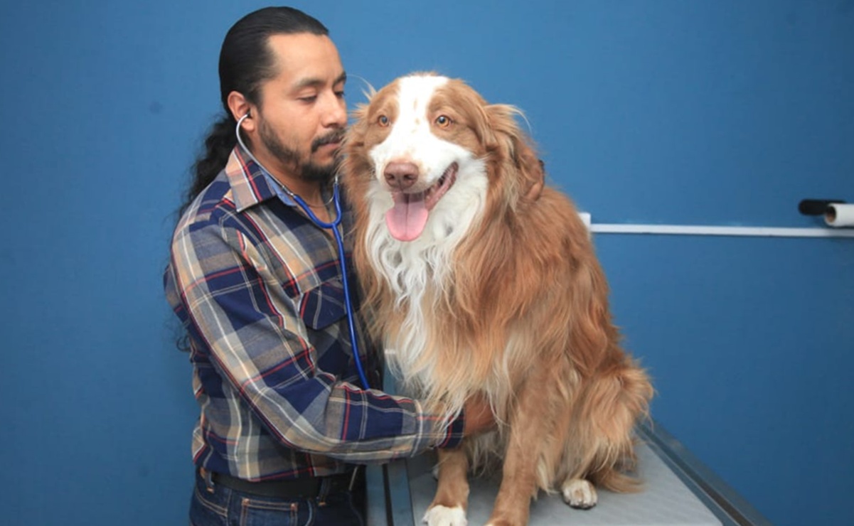 El veterinario Juan Bautista comparte recomendaciones para evitar infecciones de gusano barrenador en mascotas