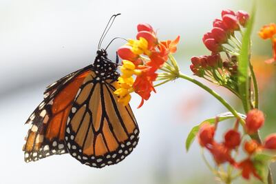 En peligro de extinción,  mariposario comunitario