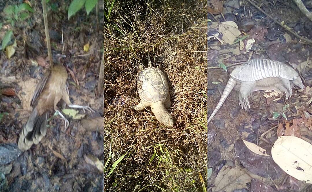 Cuantifican en el Istmo de Oaxaca daños tras derrame de gasolina por huachicol; condenan silencio de Pemex. Foto: Especial