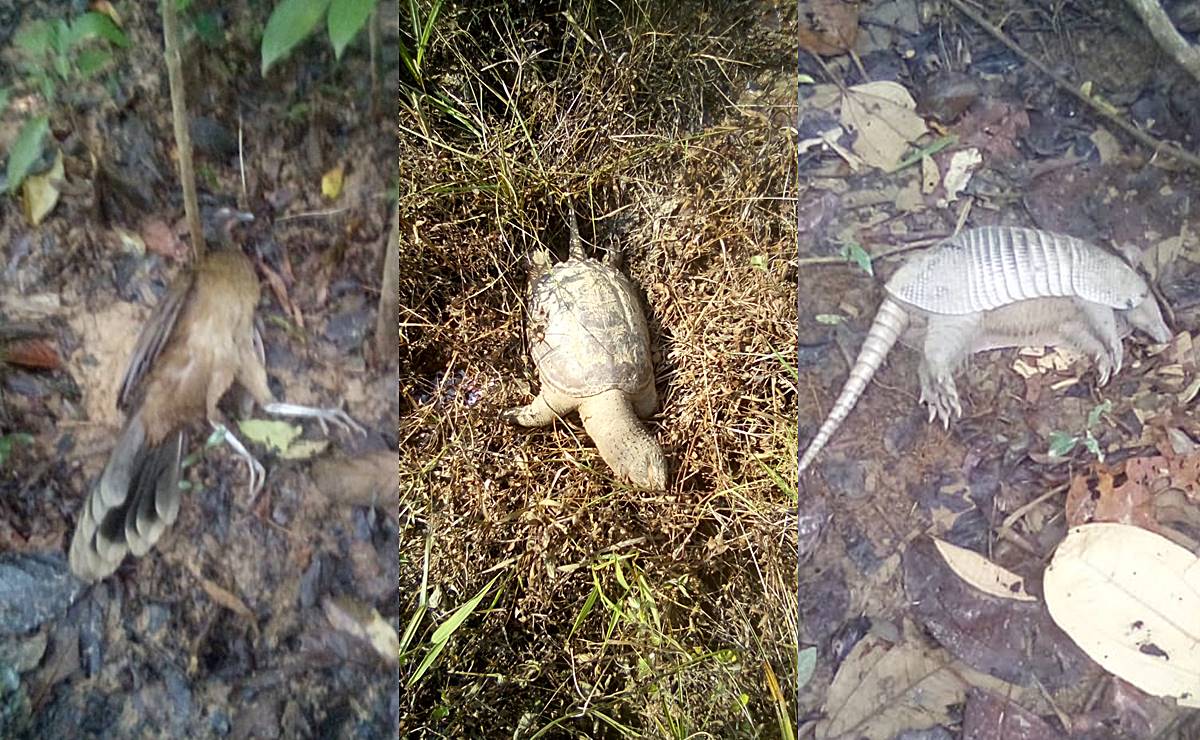 Cuantifican en el Istmo de Oaxaca daños tras derrame de gasolina por huachicol; condenan silencio de Pemex. Foto: Especial