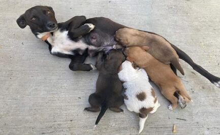 Estiman hasta 100 mil perros y gatos sin hogar en calles de la capital de Oaxaca