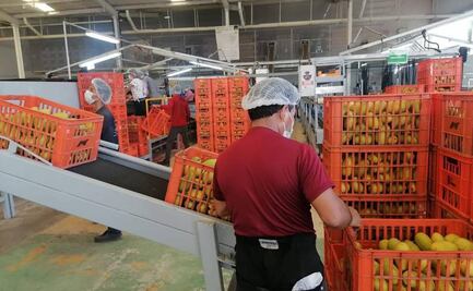 Por primera vez, 3 mil trabajadores de empacadoras de mango en Oaxaca contarán con seguridad social