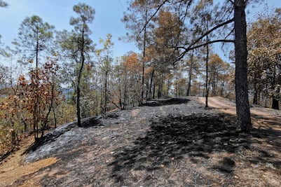 Tras llamas voraces, el bosque de Santa Inés se vistió de luto