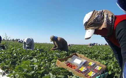 Jornaleros en San Quintín denuncian discriminación en salario mínimo; exigen fijarlo en 300 pesos