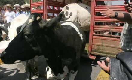 Ganaderos del Istmo exigen investigar entrega de “vacas de desecho”