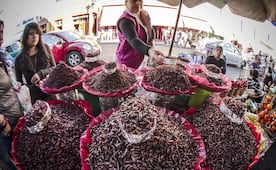 3 ingredientes exóticos de la cocina oaxaqueña que debes probar en tu próxima visita