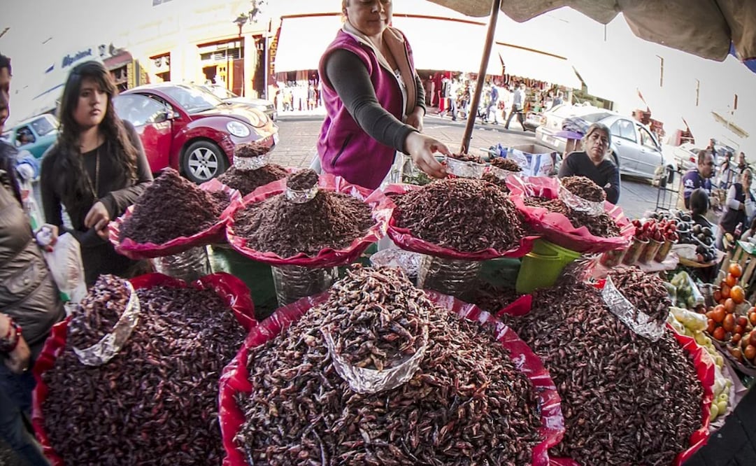 Anímate a probar estos ingredientes exóticos que encontrarás en el estado de Oaxaca. Foto: Wikimedia Commons