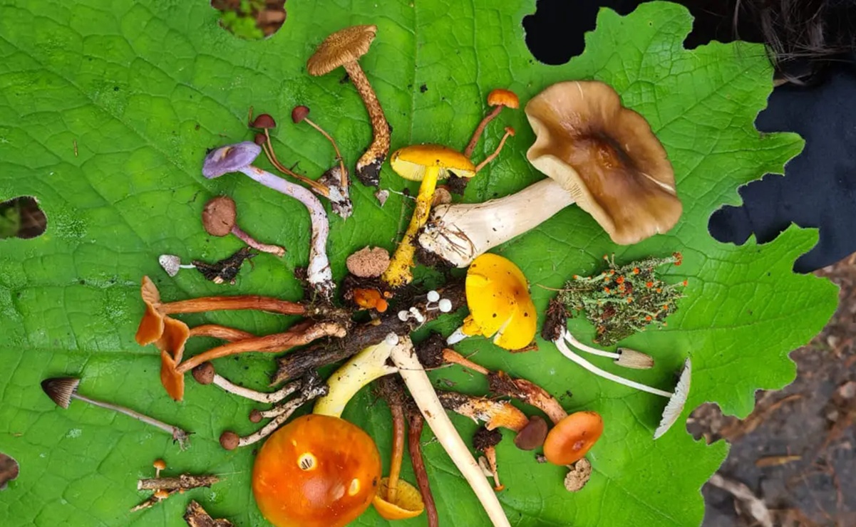 Foto: Larousse Cocina.