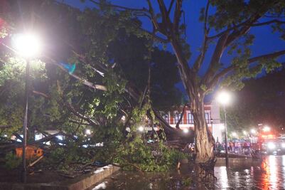 Dejan fuertes lluvias inundaciones y árboles caídos; Oaxaca pierde el emblemático laurel del Zócalo