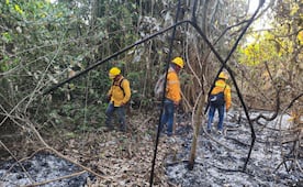 Suman más de 24 mil hectáreas de bosques de Oaxaca afectados por incendios; autoridades exhortan parar con las quemas 