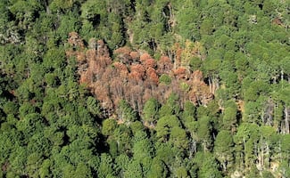 Oaxaca, estado con mayor superficie afectada por plagas forestales