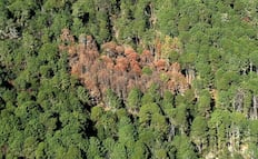 Oaxaca, estado con mayor superficie afectada por plagas forestales