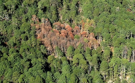 Oaxaca, estado con mayor superficie afectada por plagas forestales