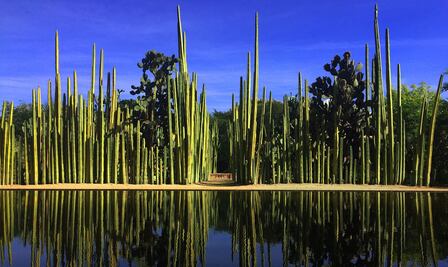 Jardín Etnobotánico de Oaxaca: ¿Quién es su dueño y quién lo diseñó?