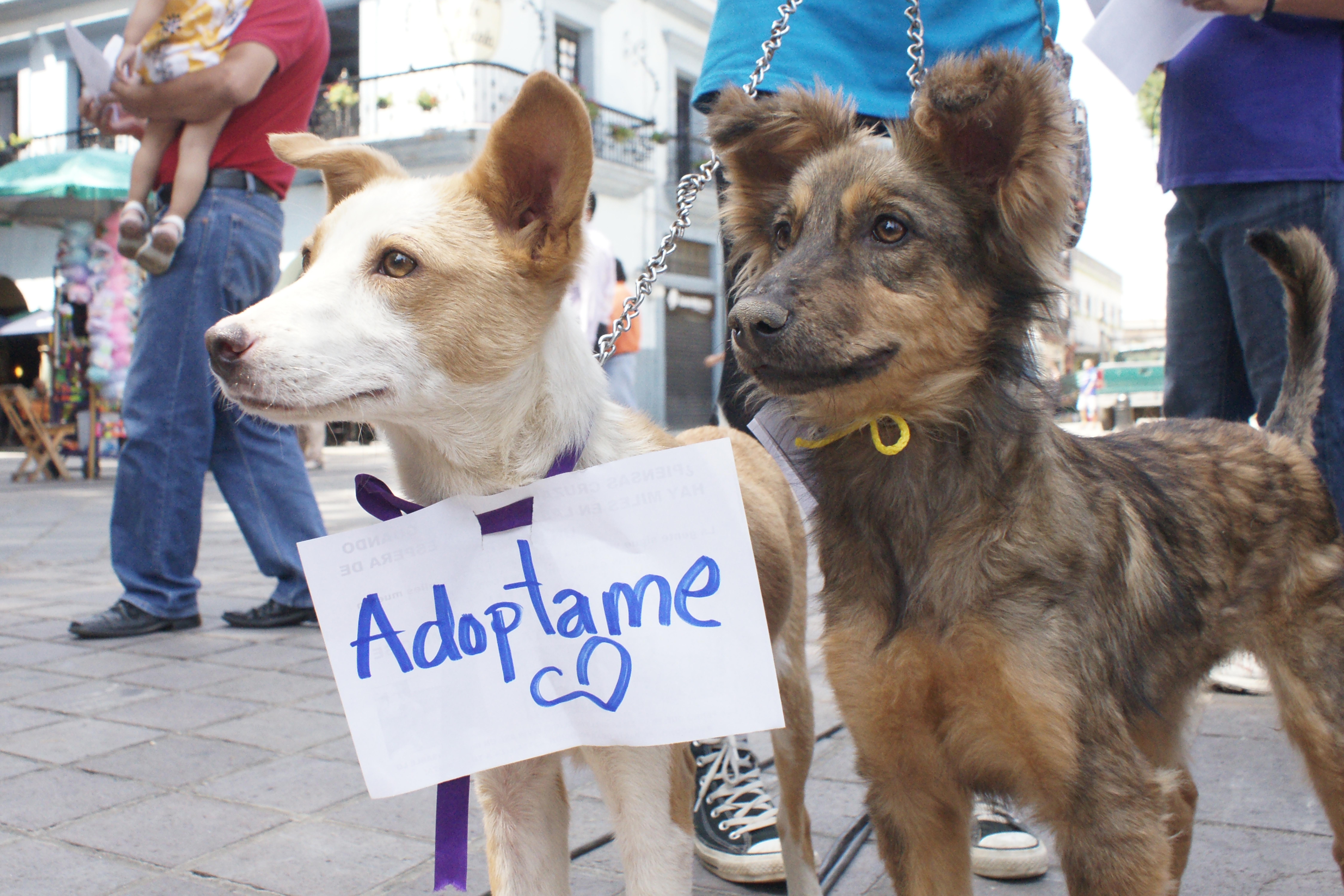 Regalar animales en Navidad fomenta la explotación y la ilegalidad