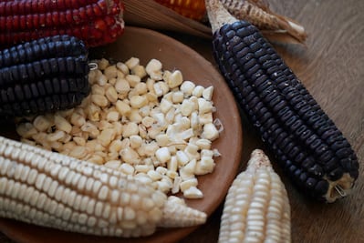 Con un Banco Comunitario de Semillas, pueblos chinantecos de Oaxaca conservan riqueza del maíz tradicional