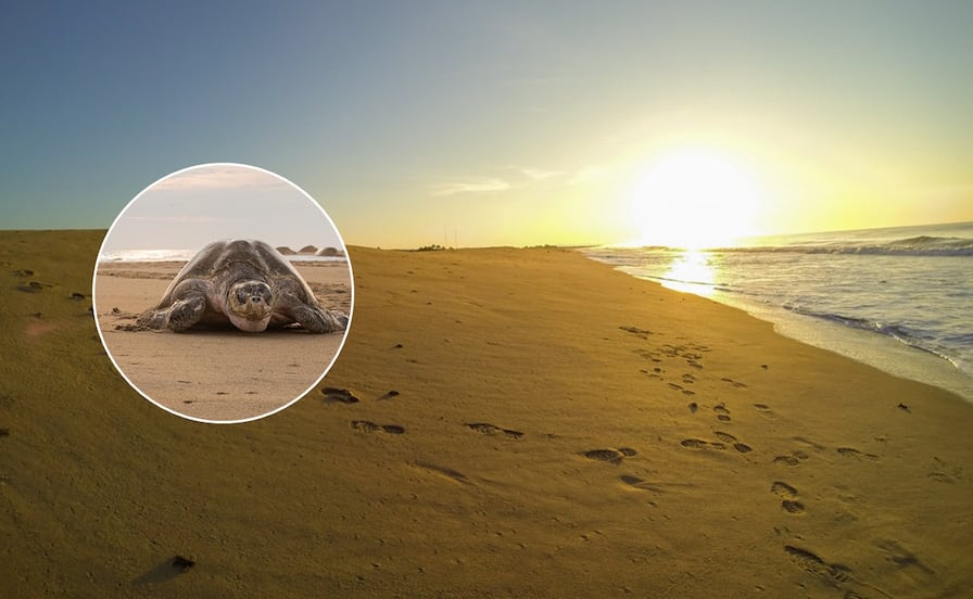 Espectáculo natural en Oaxaca: miles de tortugas invaden playas durante la arribazón