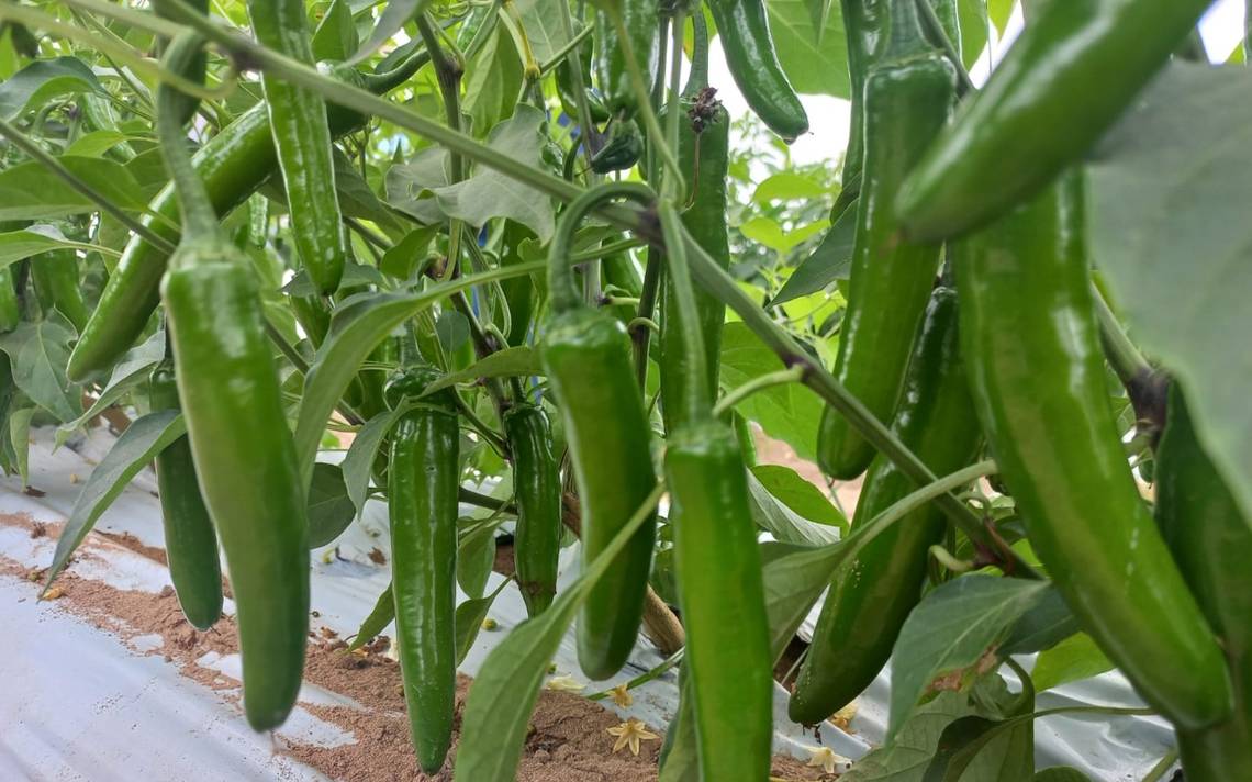 Caída en precio de chile en Oaxaca, deja pérdidas millonarias en productores de Tuxtepec