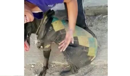 Exigen animalistas despido de mujer que arrastró a un perro en Xoxo