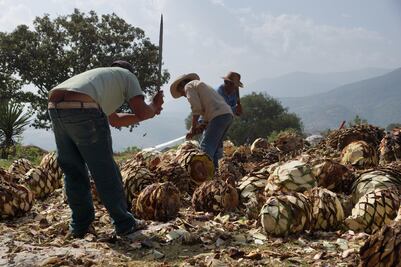Mezcaleros y tequileros se unen contra "usurpación" de origen en EU