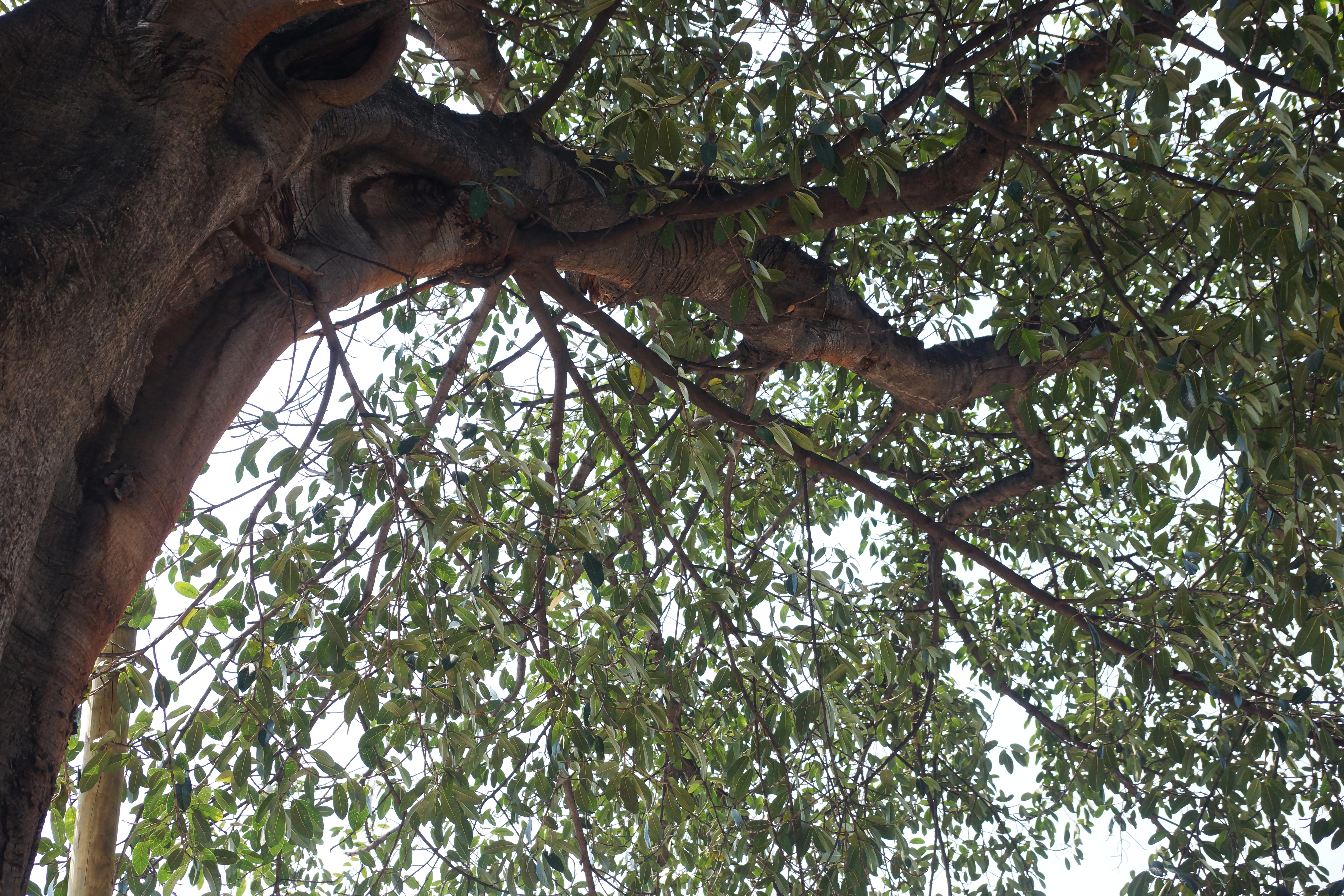 Advierten “albazo” en Ley de Equilibrio Ecológico y Protección al Ambiente de Oaxaca