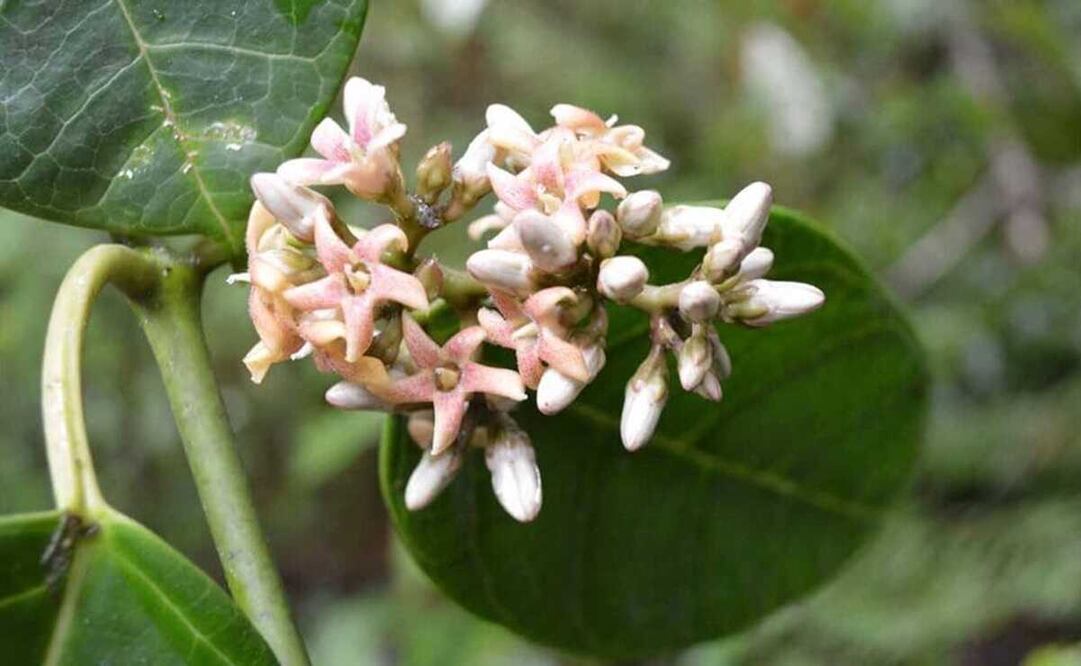 Descubre la UNAM una nueva especie de bejuco en la Sierra Norte de Oaxaca. Foto: Especial