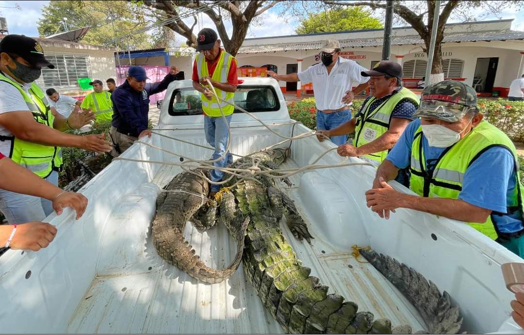 Reubican dos cocodrilos que vivían en una jaula; llegan a Ventanilla, considerada un santuario para estos reptiles. Foto: Cortesía