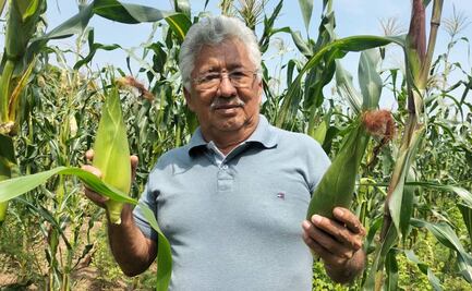 Zapalote chico, el maíz endémico que resurge en el Istmo de Tehuantepec