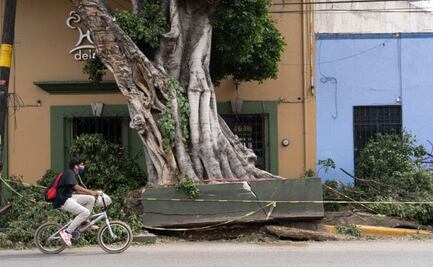 Derriban árbol histórico que fue dañado por lluvias; era un riesgo para la ciudadanía: ayuntamiento
