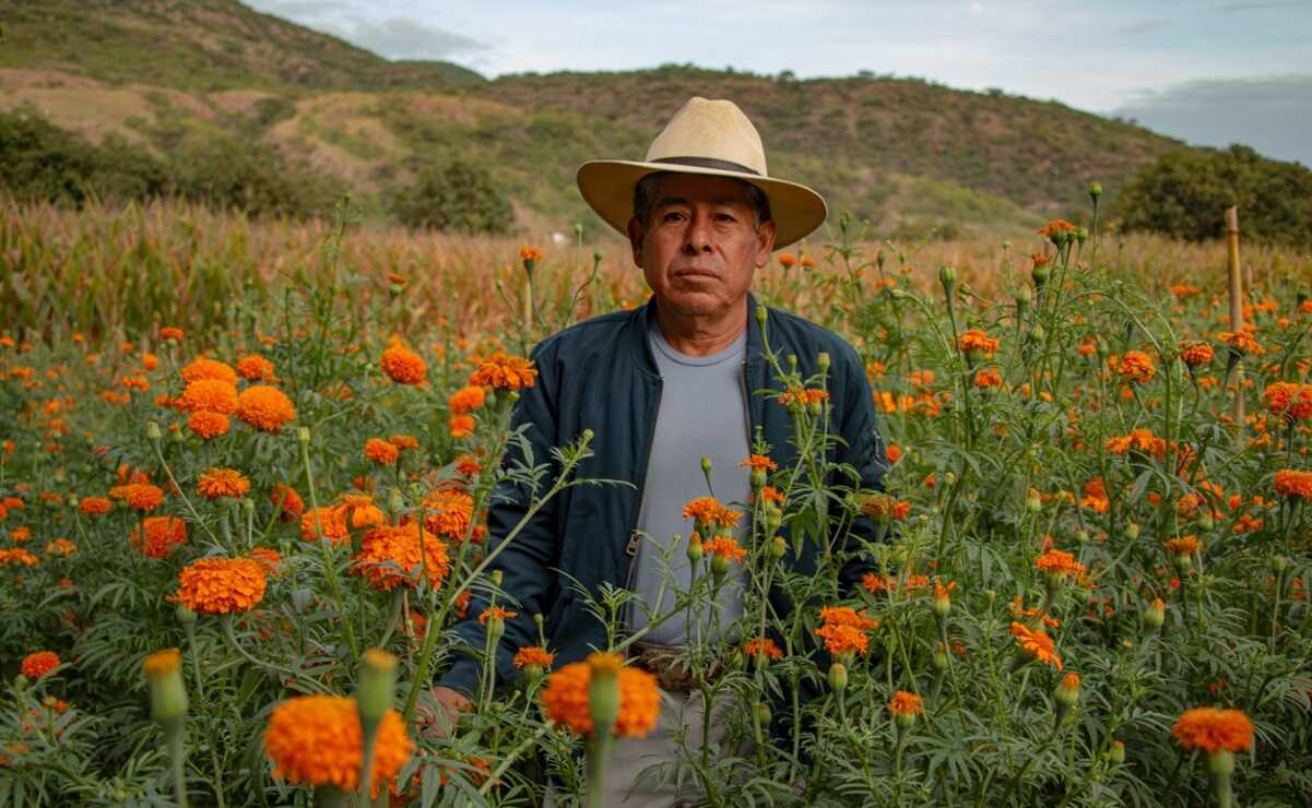 Sequía marchita cultivo y genera escasez de flor de cempasúchil en la Mixteca de Oaxaca