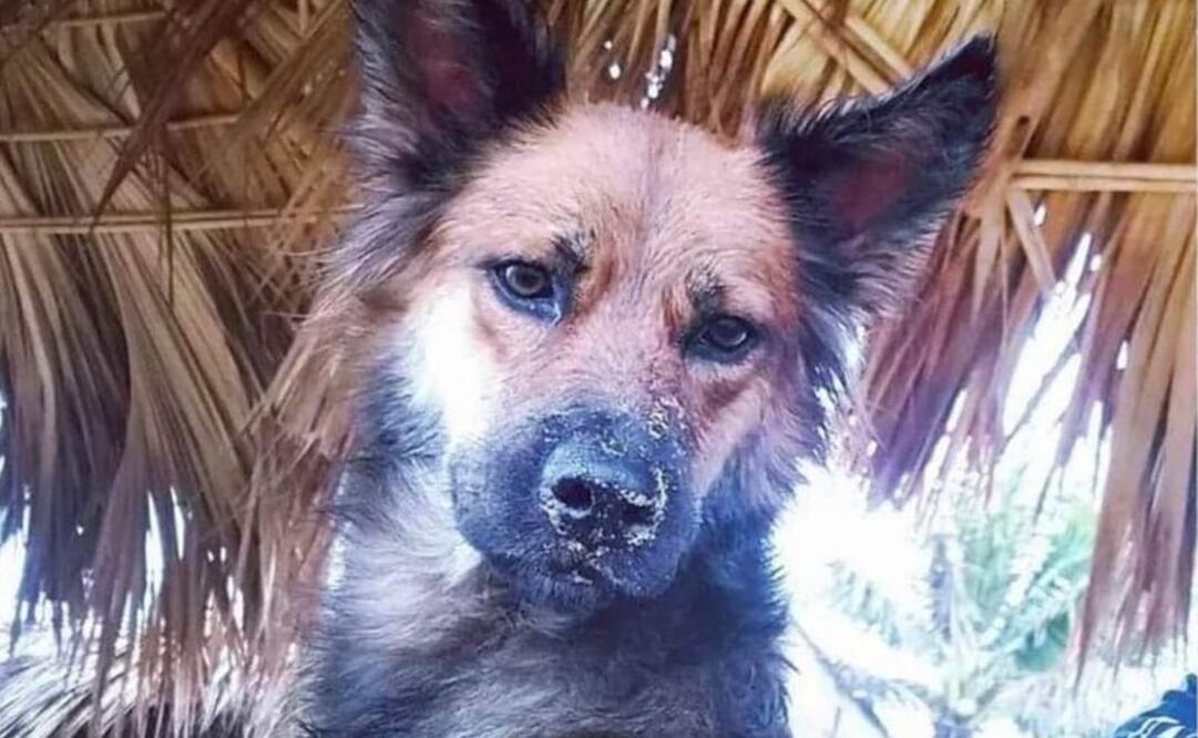 Con petición en Change, exigen justicia para Morena, perrita quemada viva en Zipolite, Oaxaca. Foto: Especial
