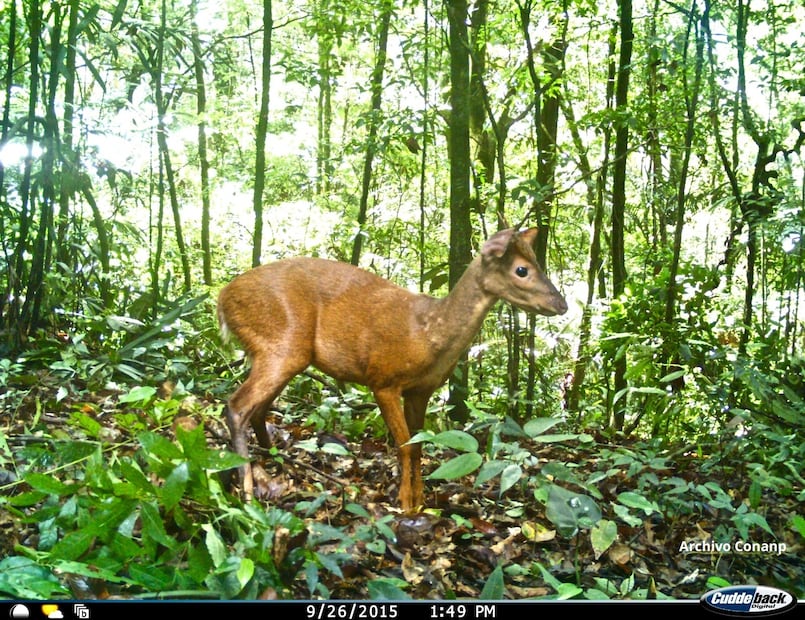 Foto: Archivo CONANP