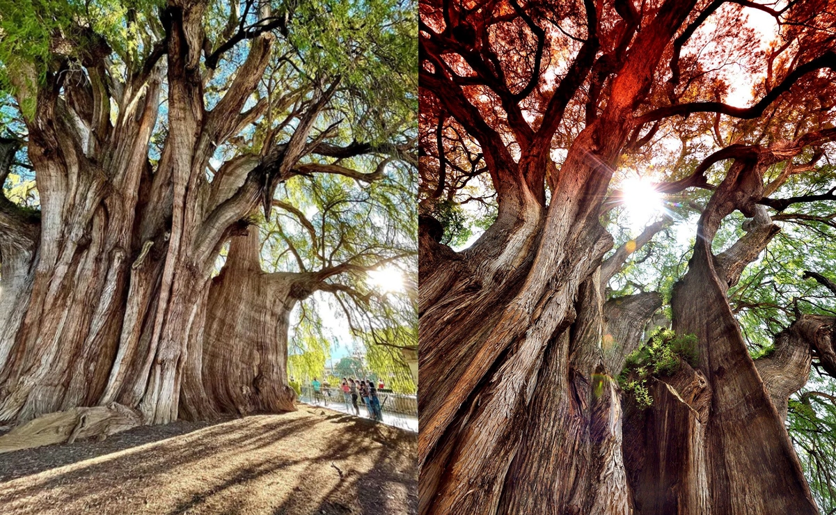 Árbol del Tule. Fotos: Oaxaca Travel y @willy.the.free, Instagram