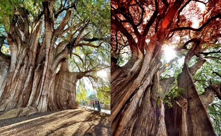 ¿Por qué el Tule de Oaxaca es considerado el árbol más grande del mundo?