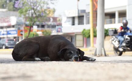 Juzgado especializado en maltrato animal ha atendido 361 denuncias en Oaxaca; 140 durante la pandemia
