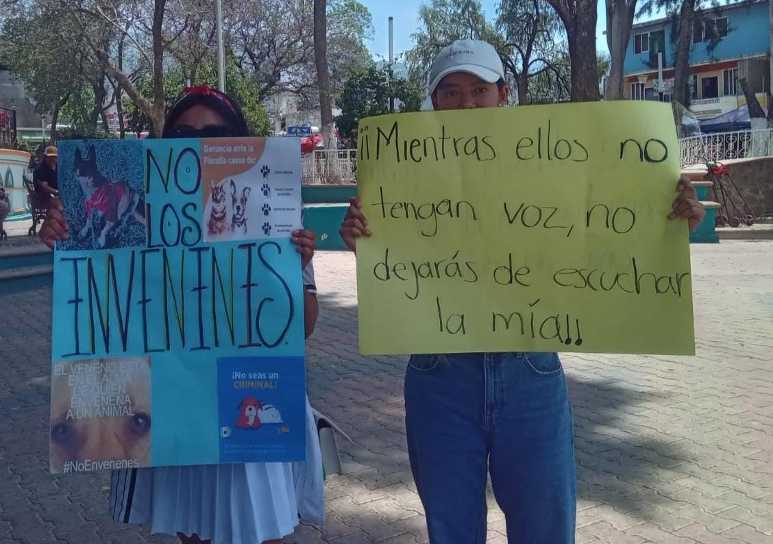 Animalistas de Oaxaca piden frenar envenenamiento masivo de perros en Juxtlahuaca; hay hasta 6 muertes diarias