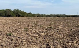 Se desploma producción de maíz nativo en el Istmo de Tehuantepec, Oaxaca, por falta de lluvias