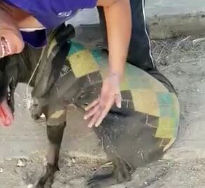 Amenazan de muerte a animalista que captó maltrato animal en video