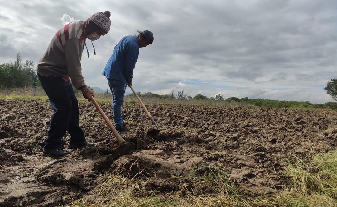 Arranca la siembra rumbo a la edición 125 de la tradicional Noche de Rábanos en Oaxaca. Fotos: Mario Arturo Martínez