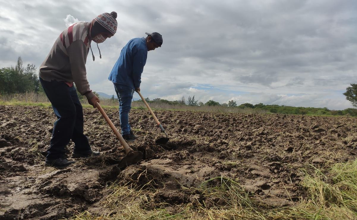 Arranca la siembra rumbo a la edición 125 de la tradicional Noche de Rábanos en Oaxaca. Fotos: Mario Arturo Martínez