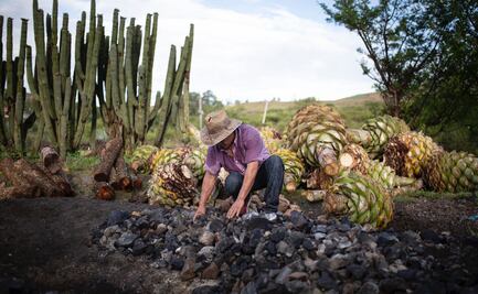 Entregan sin evidencia Denominación de Origen Mezcal a 4 municipios de Sinaloa: Consejo Regulador