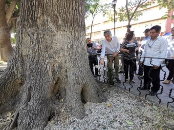 Esparcen cenizas del artista y ambientalista Francisco Verástegui en los árboles notables que defendió en vida