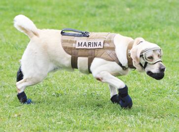 Semar registra el nombre de Frida, la can heroína del 19-S