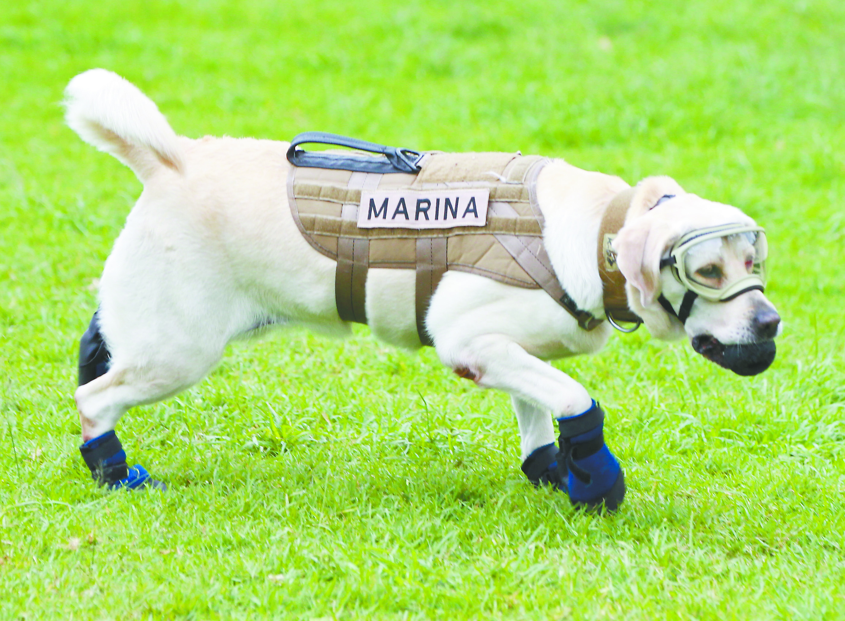 Semar registra el nombre de Frida, la can heroína del 19-S